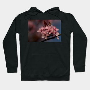 Cherry Blossom in springtime Hoodie